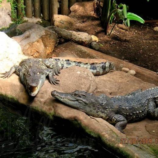 Крокодил Морелета в зоопарке Барселоны.