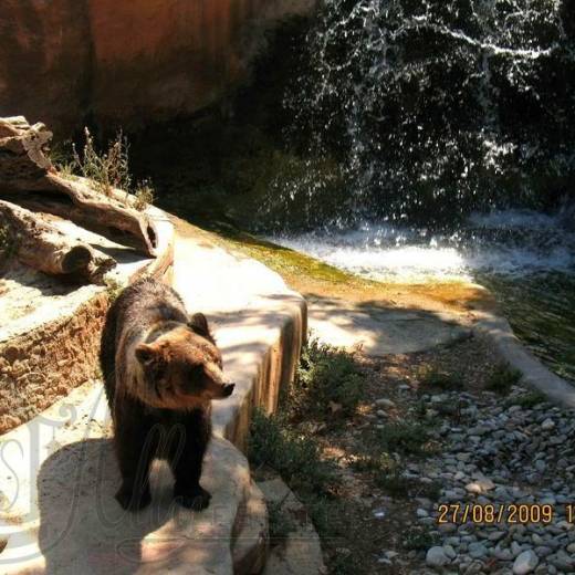 Бурый медведь в зоопарке Барселоны.