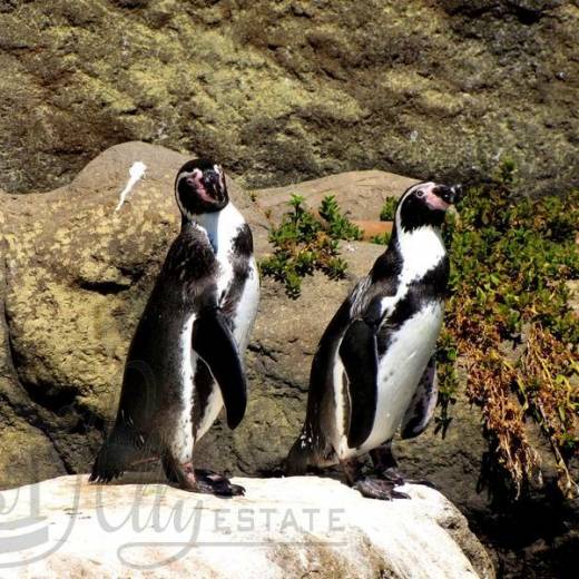 Пингвины Гумбольдта в зоопарке Барселоны.
