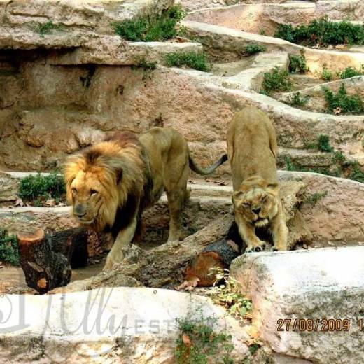 Хищники семейства кошачьих в зоопарке Барселоны.