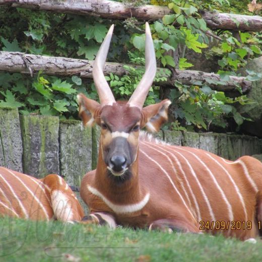 Африканские антилопы в Пражском зоопарке