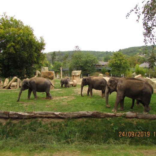 Долина слонов в Пражском зоопарке