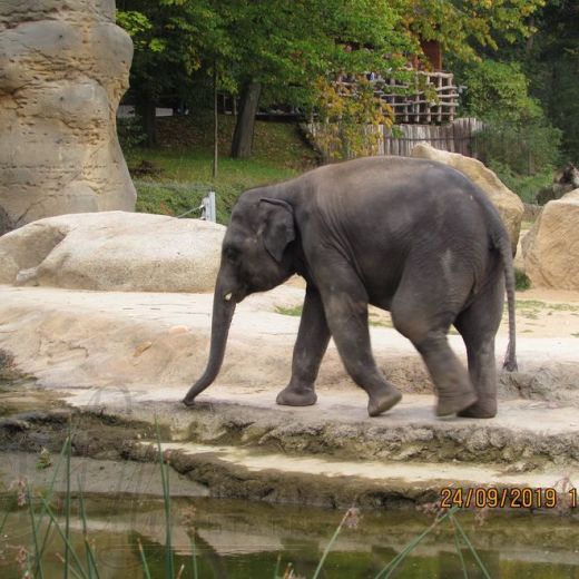 Долина слонов в Пражском зоопарке