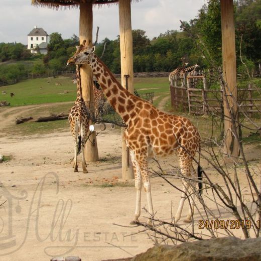 Африканский дом и жирафы Пражского зоопарка