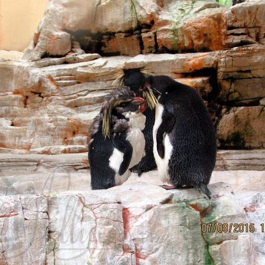 Пингвины и морские львы