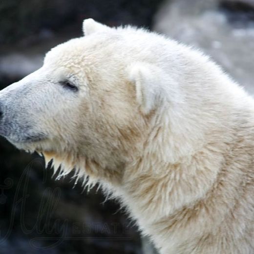 Белые медведи зоопарка Шёнбрунн
