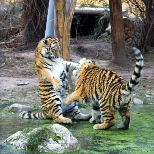 Тигры, леопарды, гепарды