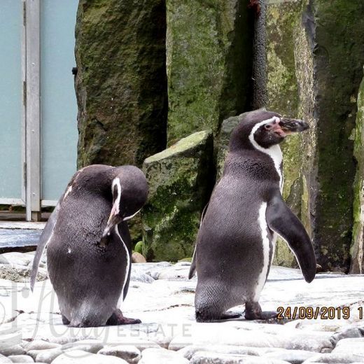 Павильон пингвинов и морских котиков