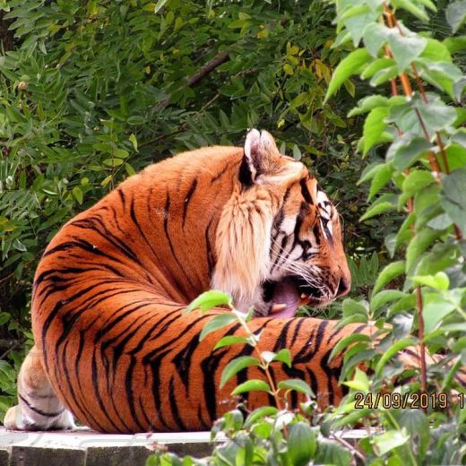 Малайские тигры