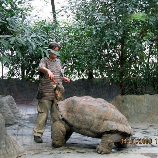 Огромные черепахи