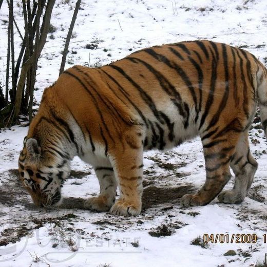 Уссурийские тигры
