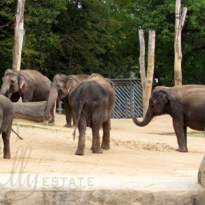 Пражский зоопарк часть II – бегемоты, слоны, жирафы и другие