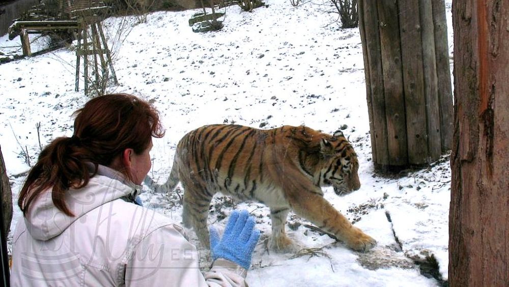 Северный зоопарк. Тигр в зоопарке. Уссурийск тигр. Тигр в зоопарке Россия. Амурский тигр и Дальневосточный леопард.