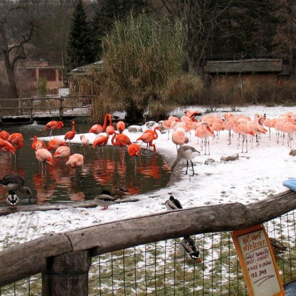 Пражский зоопарк часть V – от павильона Сычуань к выходу